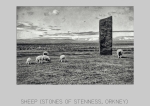 Sheep (Stones of Stenness) . Digital . 2015