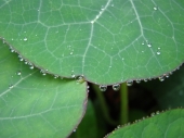 Nasturtiums after rain, Cambridge